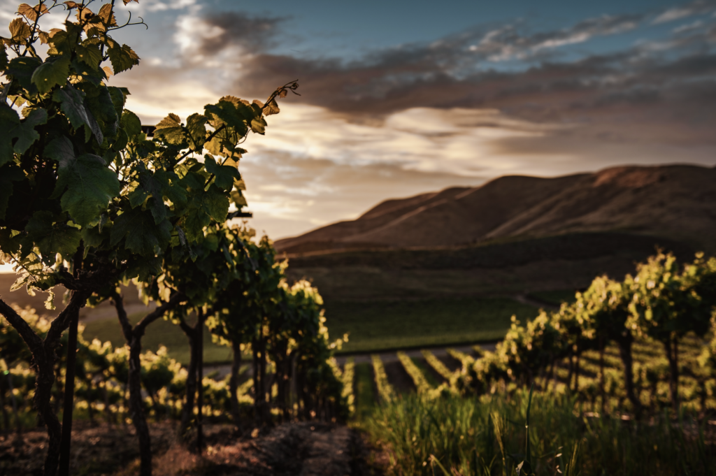 sunsetting on a vineyard in California