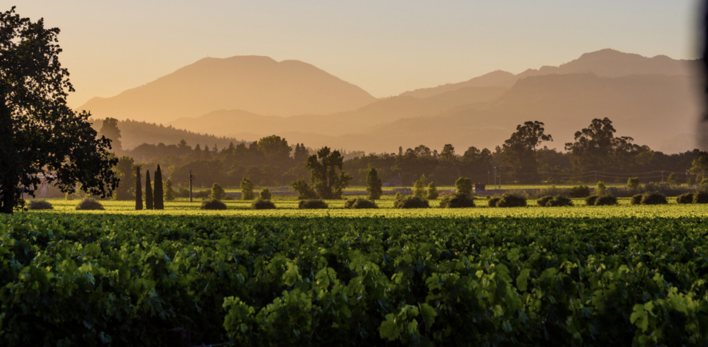 california vineyard