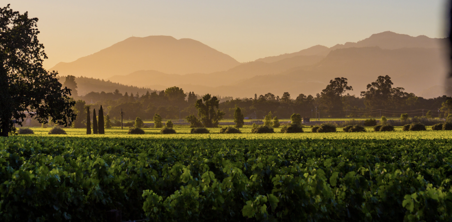 The 10 Best Wineries in California to Visit Choice Wineries