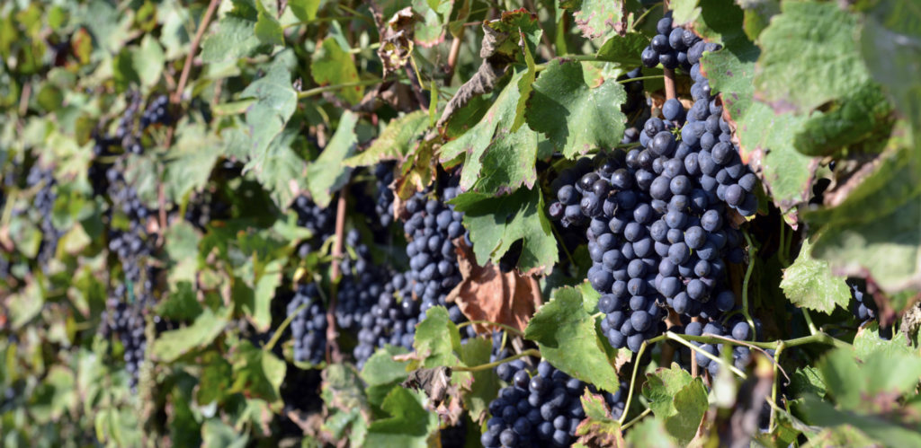 merlot grapes on the vine