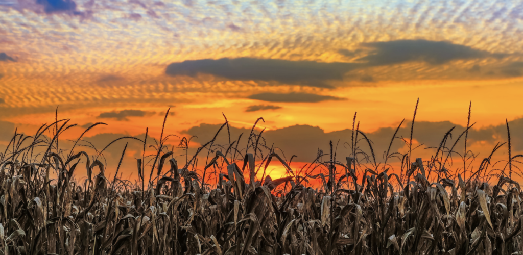 scenic Indiana cornfield 