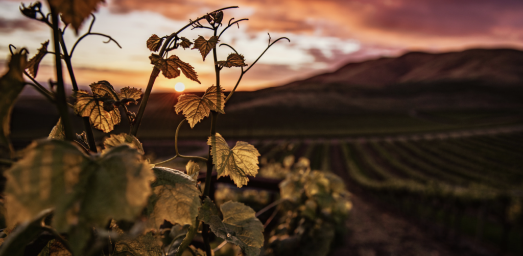 Santa Ynez vineyard at sunset