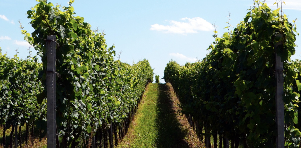 amador county vineyard