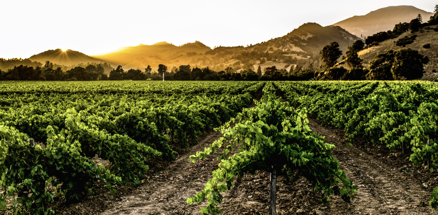 Calistoga wine store