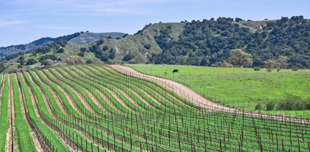 Los Olivos California vineyard