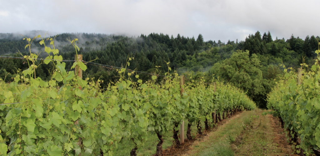 vineyard in Southern Oregon