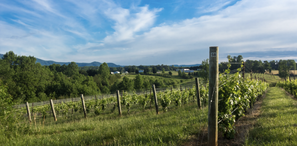 vineyard in Yadkin Valley NC