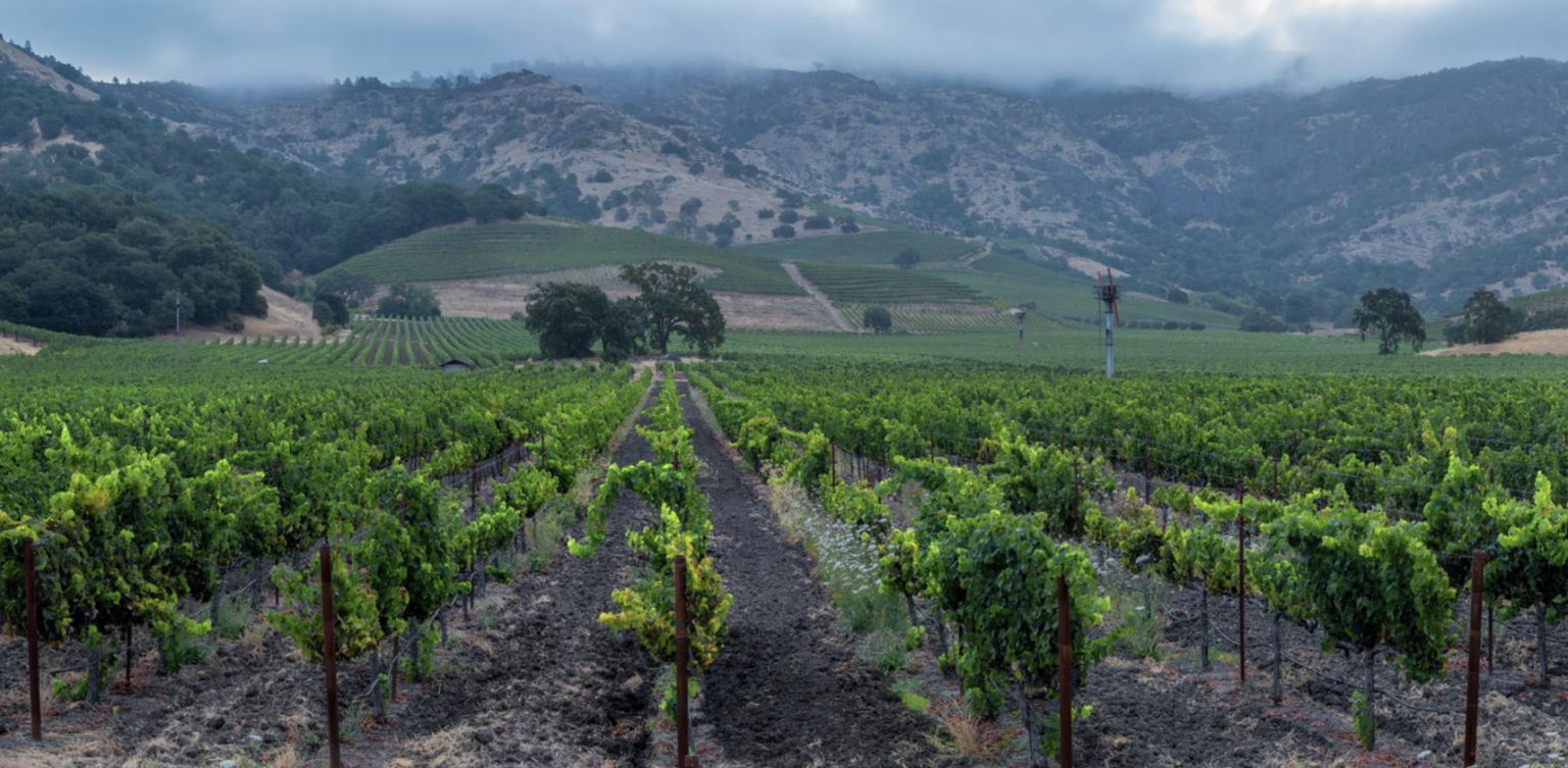 The 10 Best Wineries in Yountville to Visit Choice Wineries