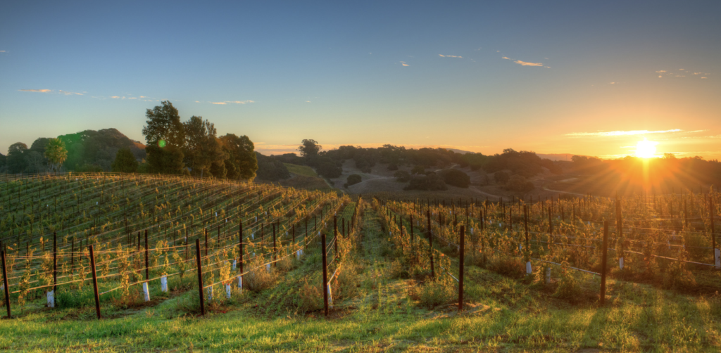 Napa Valley vineyard