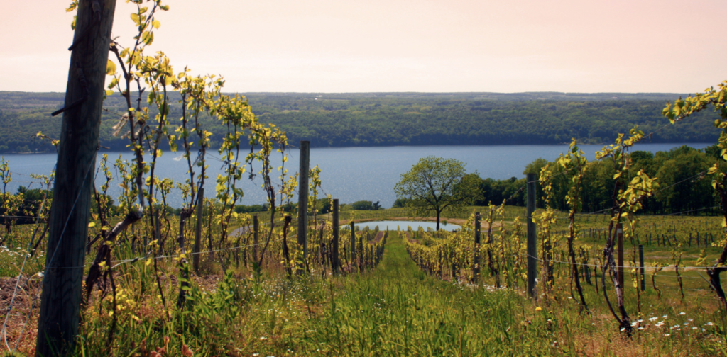 vineyard overlooking Seneca Lake 