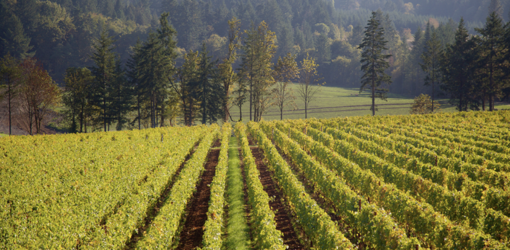 Willamette Valley vineyard