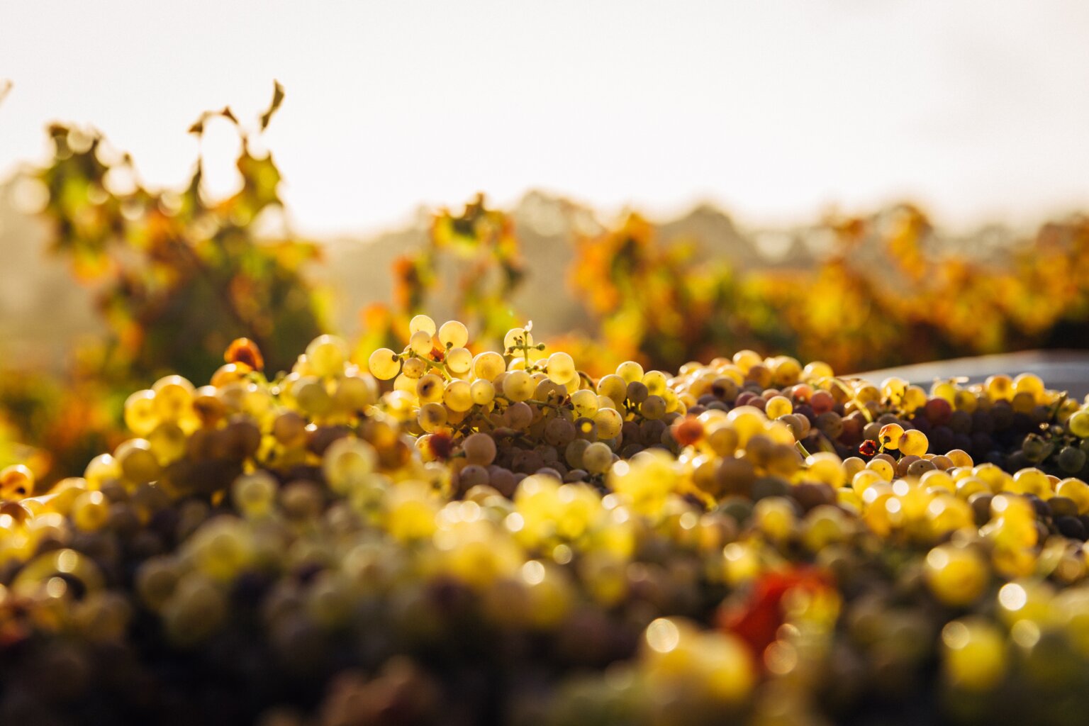 Is Pinot Grigio Sweet or Dry? Everything You Need to Know