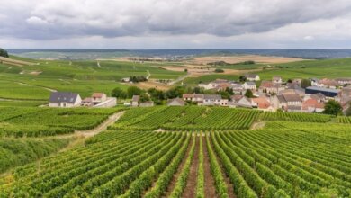 Best Champagne Tours From Paris