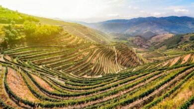 Best Douro Valley Wine Tours