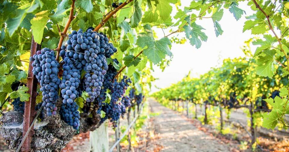 Best Napa Valley Wine Tours