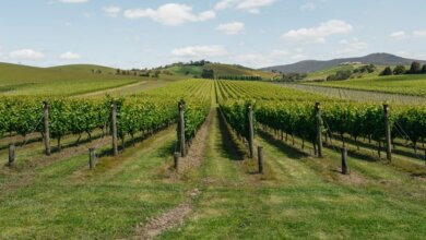 Best Adelaide Wine Tours