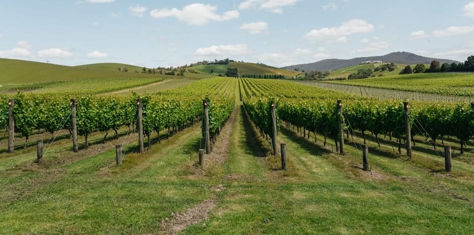 Best Adelaide Wine Tours