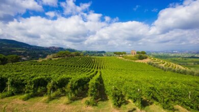 Best Rome Wine Tours