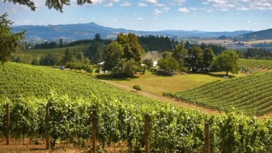 Best Willamette Valley Wine Tours From Portland