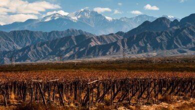 Best Mendoza Wine Tours