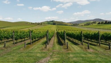 Best Yarra Valley Wine Tours