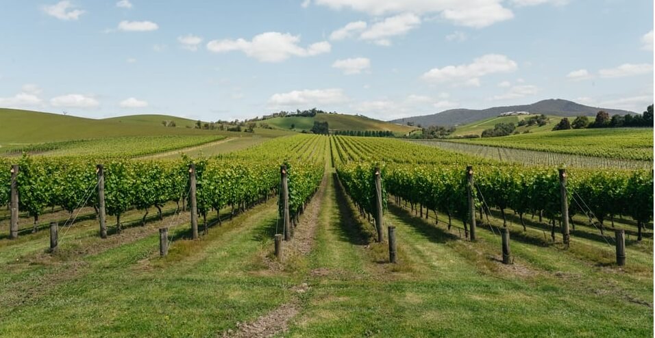 Best Yarra Valley Wine Tours