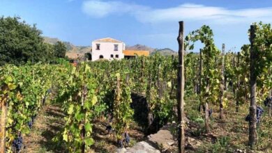 Best Sicily Wine Tours