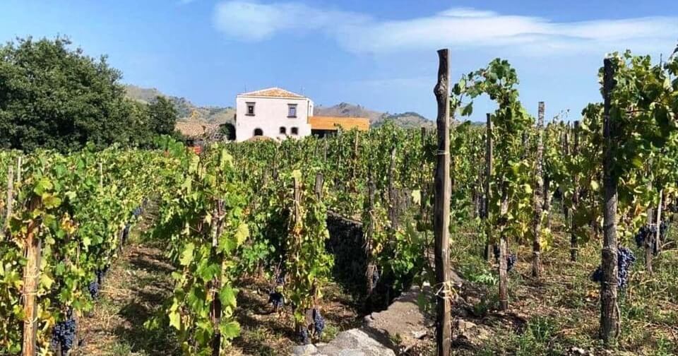 Best Sicily Wine Tours