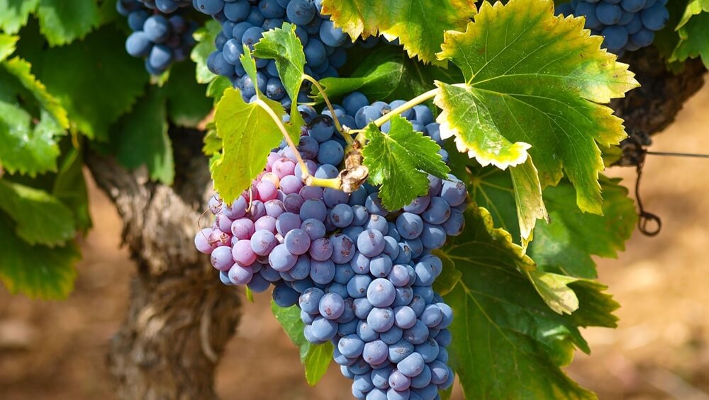 Grape Varieties in Burgundy