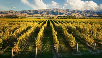 Best Marlborough Wine Tours
