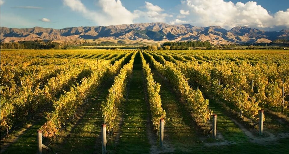 Best Marlborough Wine Tours