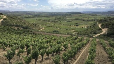 Best Rioja Wine Tours