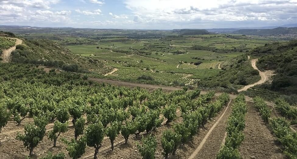 Best Rioja Wine Tours