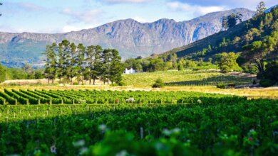 best finger lakes wineries