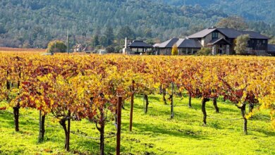 Guide to Visiting Napa Valley