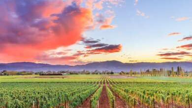 Best Napa Valley Private Wine Tours