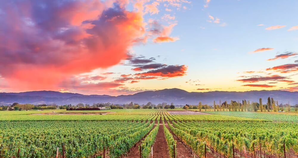 Best Napa Valley Private Wine Tours