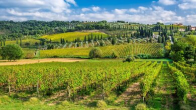 Best Private Tuscany Wine Tours